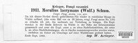 Serpula lacrymans image